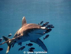oceanic white tip with pilot fish by Igone Ugaldebere 